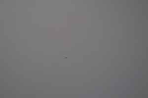 House of Pac - Knoll Studio Saarinen Ovale Coffee Table